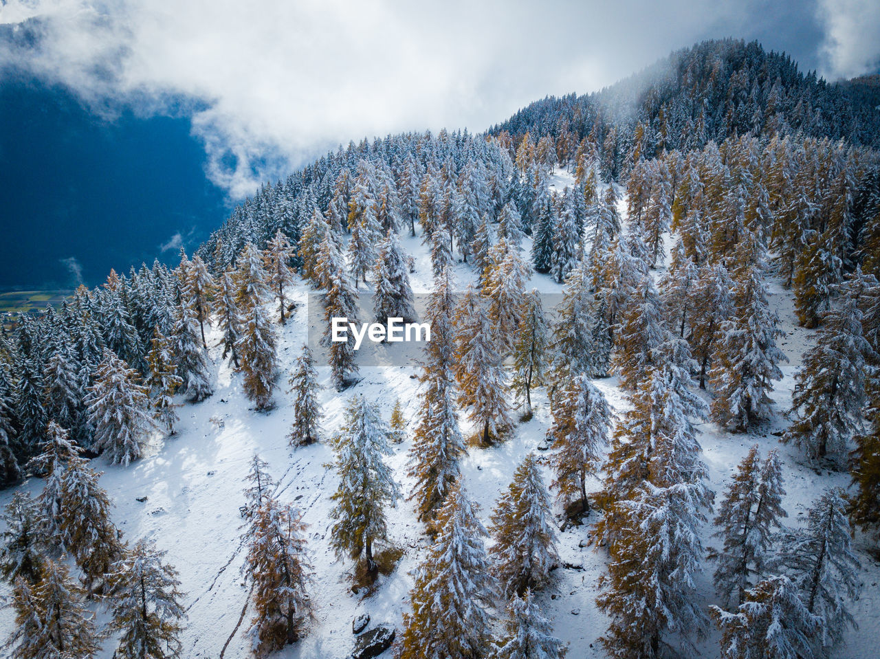 Snow covered trees against sky