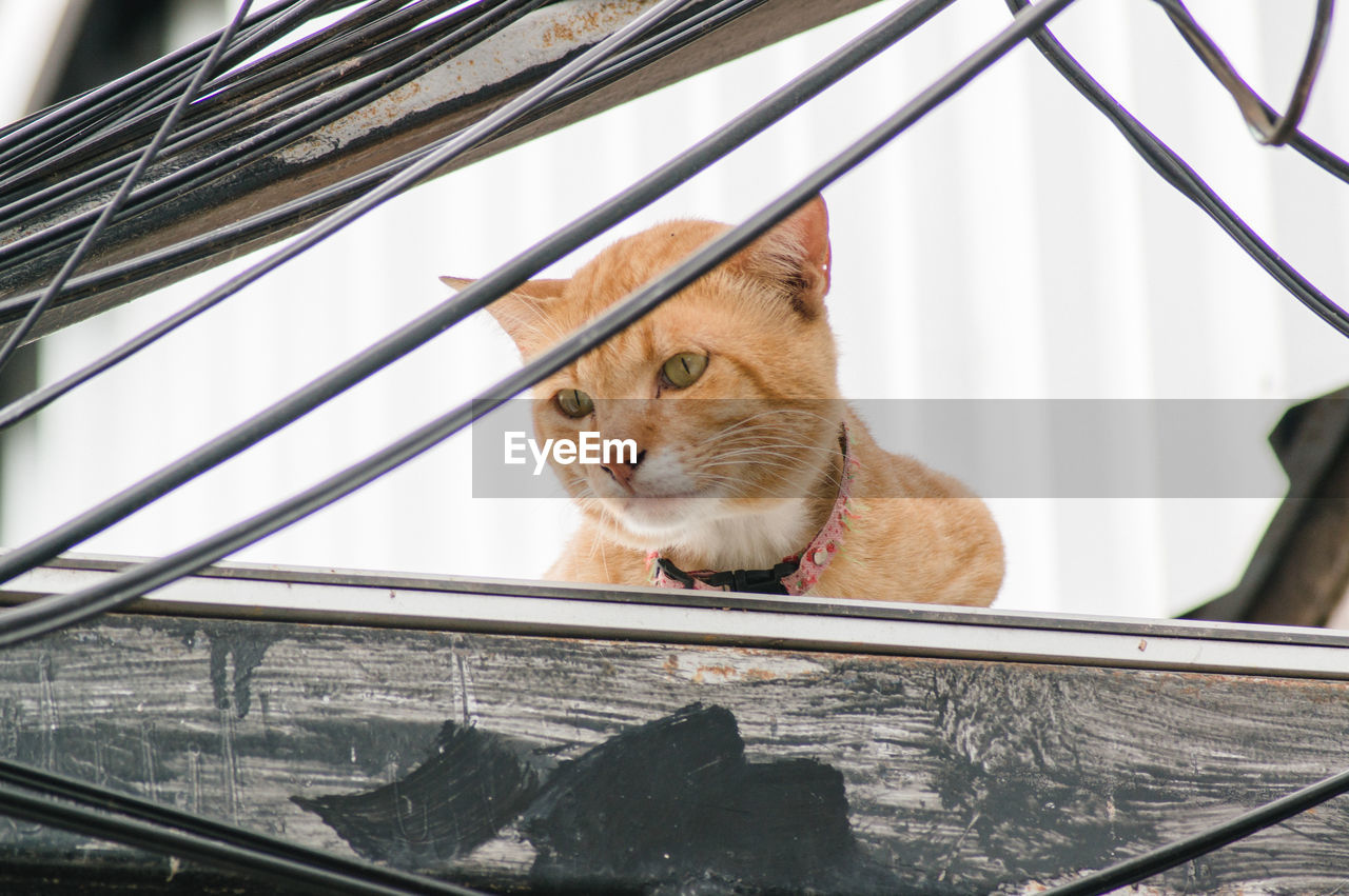 CAT LOOKING AWAY WHILE SITTING ON METAL