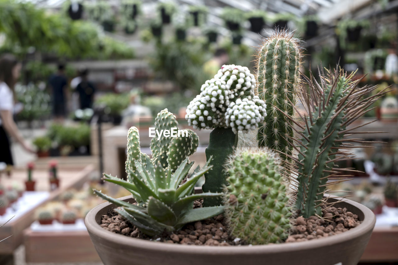 succulent plant, cactus, plant, growth, potted plant, nature, thorn, flower, beauty in nature, botany, focus on foreground, spiked, day, green, no people, outdoors, san pedro cactus, sharp, houseplant, close-up, greenhouse, flowerpot