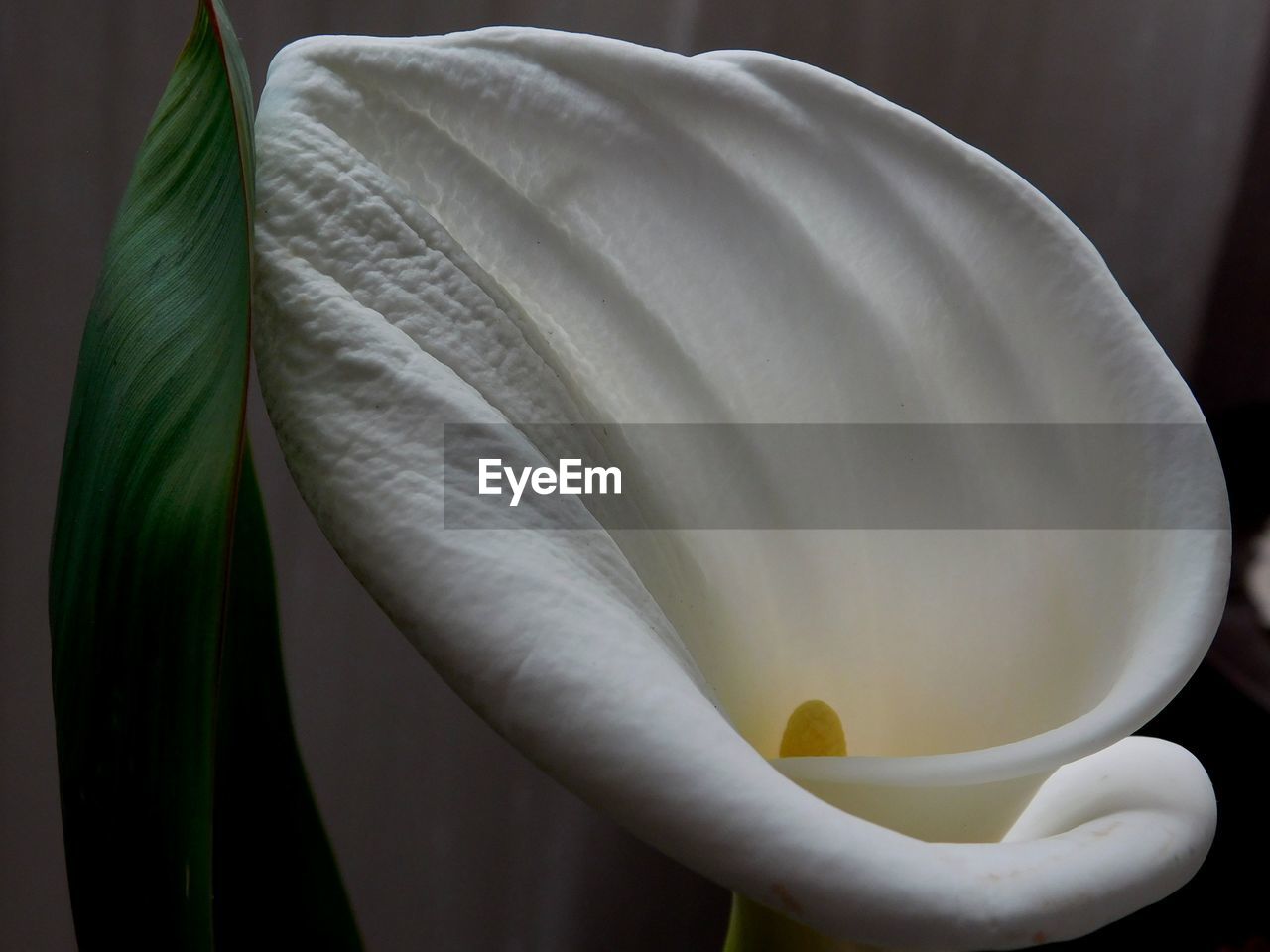 CLOSE-UP OF WHITE ROSE FLOWER