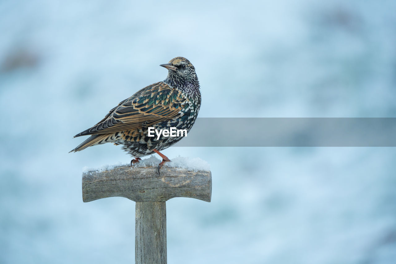 bird, animal themes, animal, animal wildlife, wildlife, perching, one animal, nature, no people, focus on foreground, day, full length, outdoors, wood, wooden post, beak, post, close-up, blue, beauty in nature