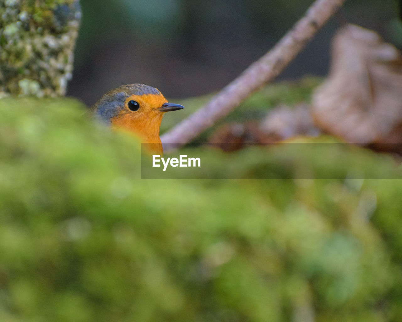 CLOSE-UP OF BIRD PERCHING OUTDOORS