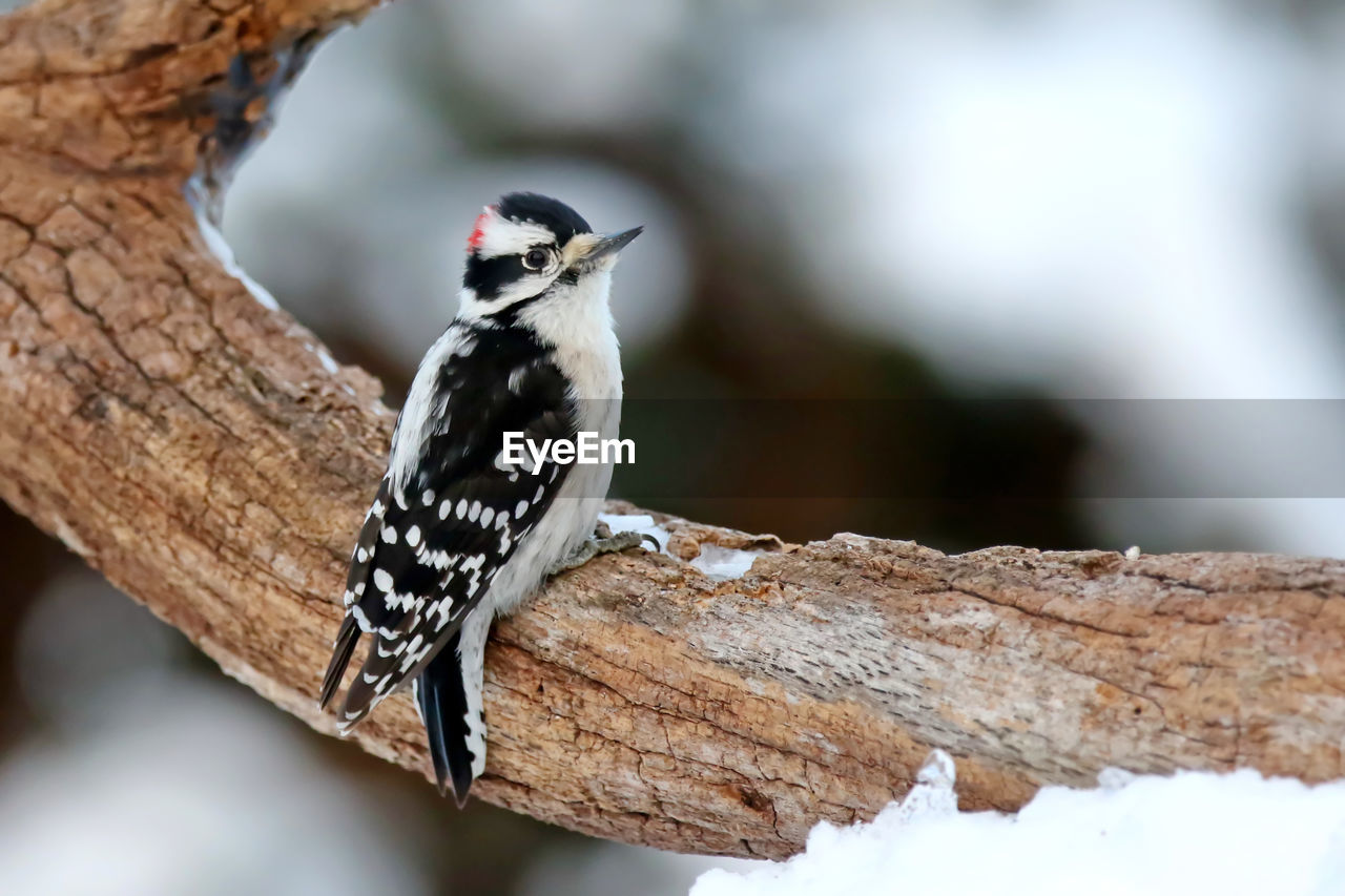 Close-up of bird perching on tree