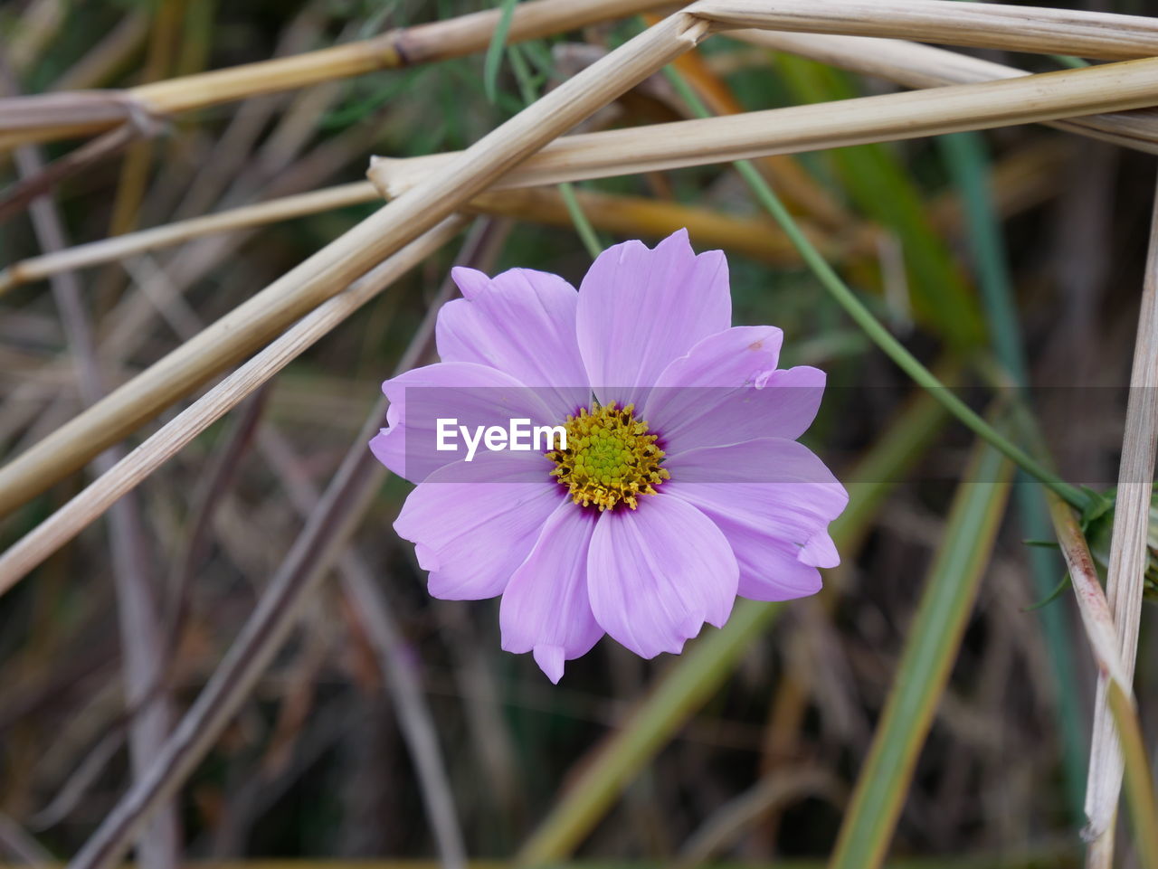 Close-up of flower blooming outdoors