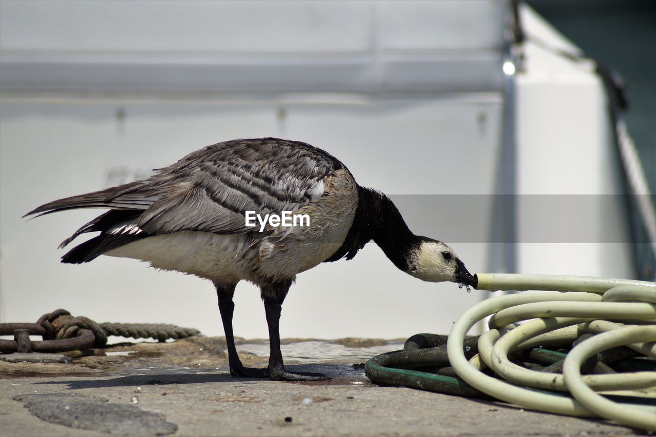 Close-up of canada goose drinking water from pipe outdoors