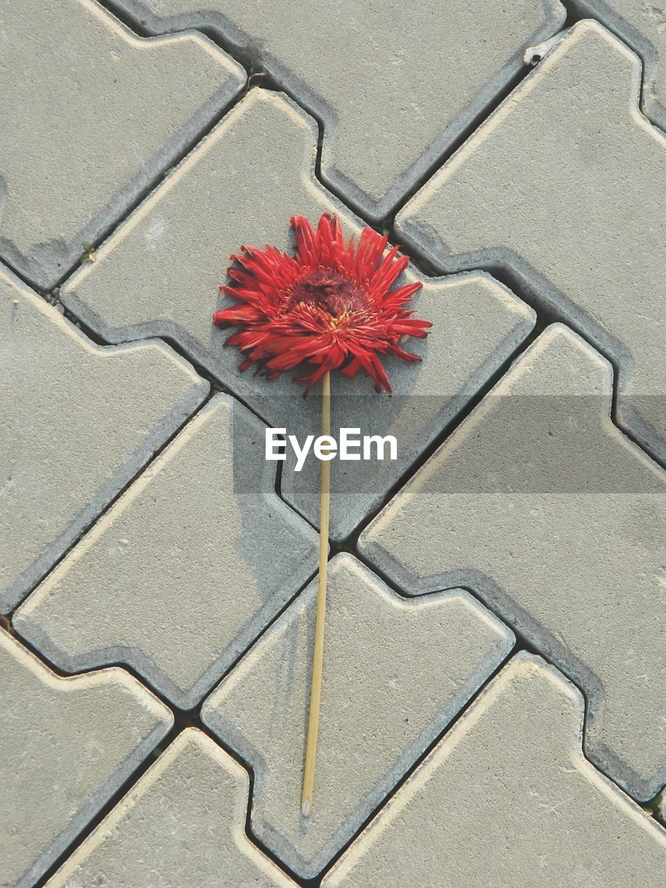 HIGH ANGLE VIEW OF FLOWER ON FLOOR