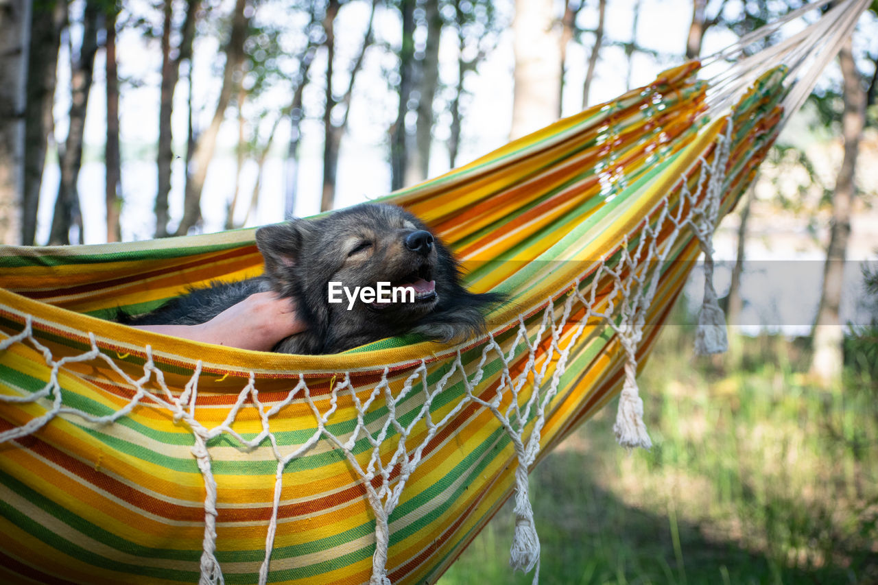 CLOSE-UP OF RELAXING ON HAMMOCK AT FOREST