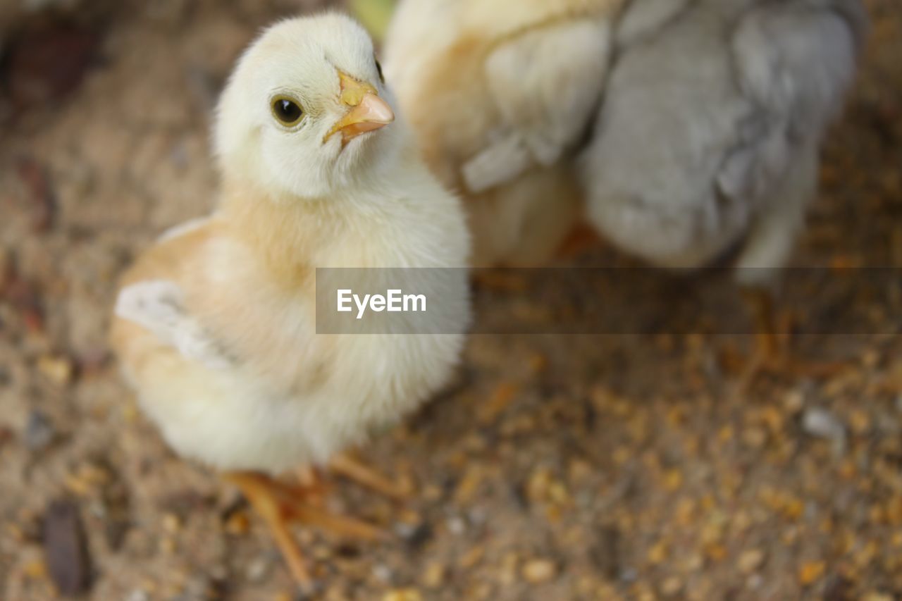 Close-up of a chicken 