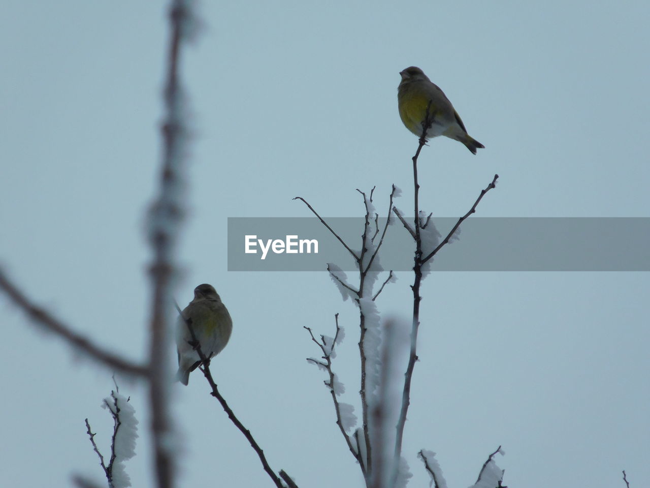 BIRD PERCHING ON A TREE