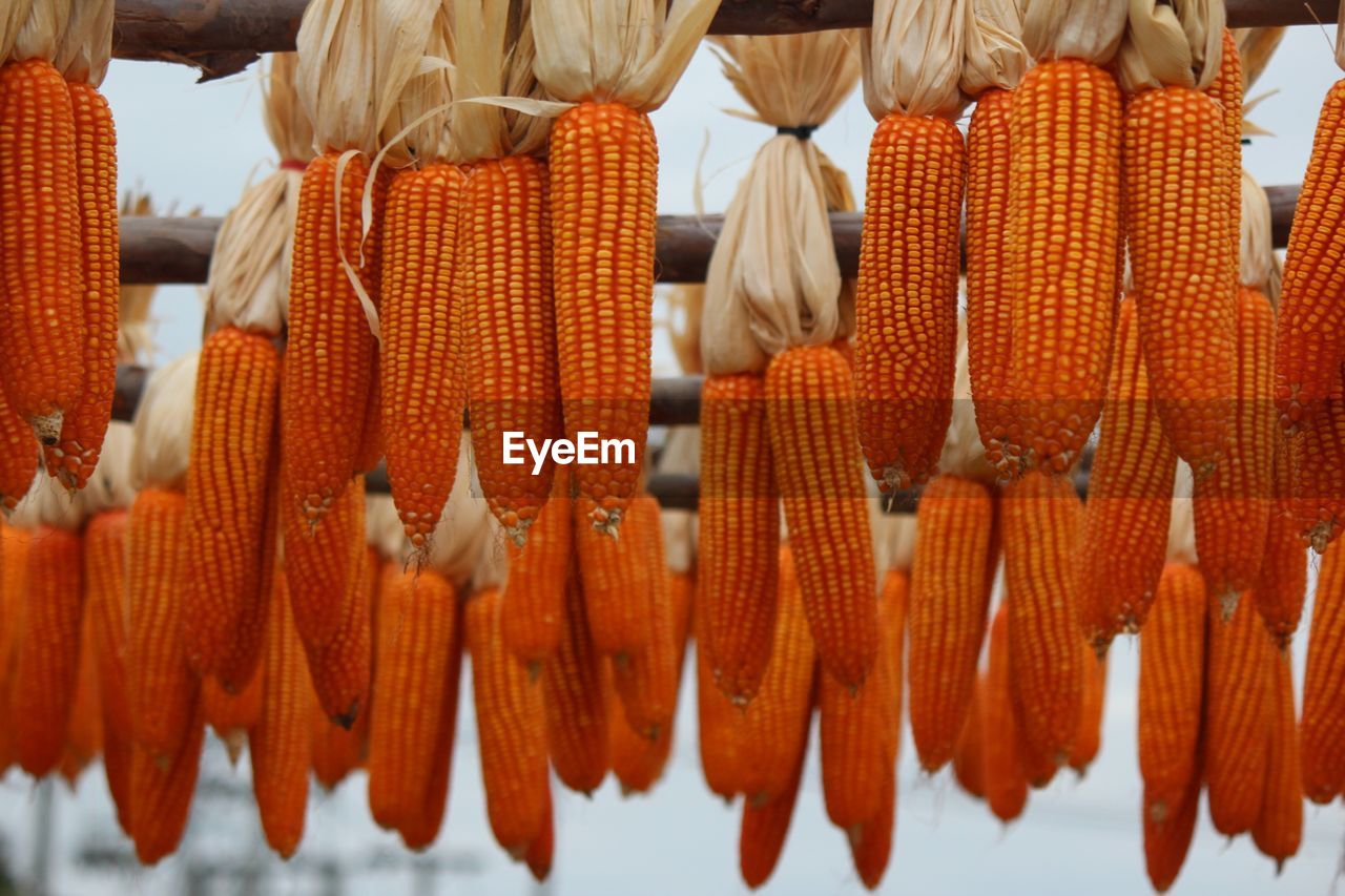 CLOSE-UP OF ORANGE HANGING AT MARKET