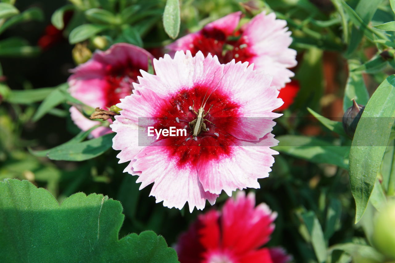 CLOSE-UP OF RED ROSE FLOWER