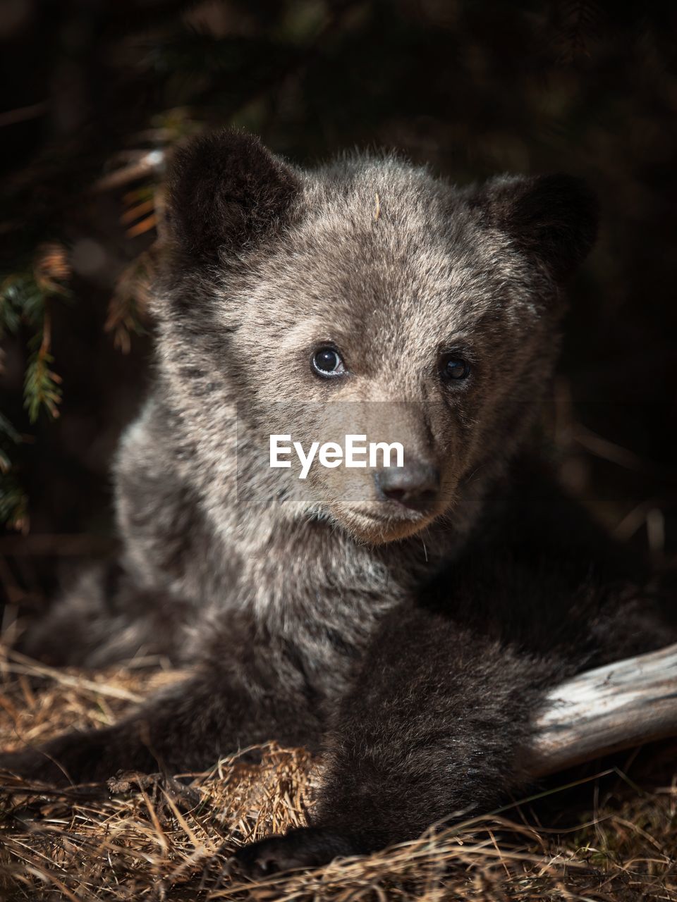 Close-up of a young brown bear cub in the wilderness foret