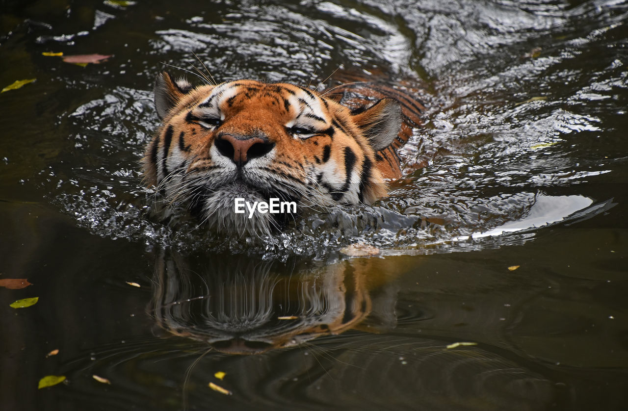 TIGER SWIMMING ON LAKE