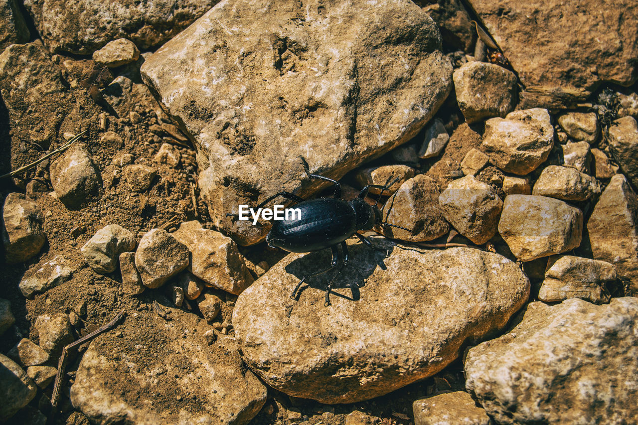 HIGH ANGLE VIEW OF INSECT ON ROCKS