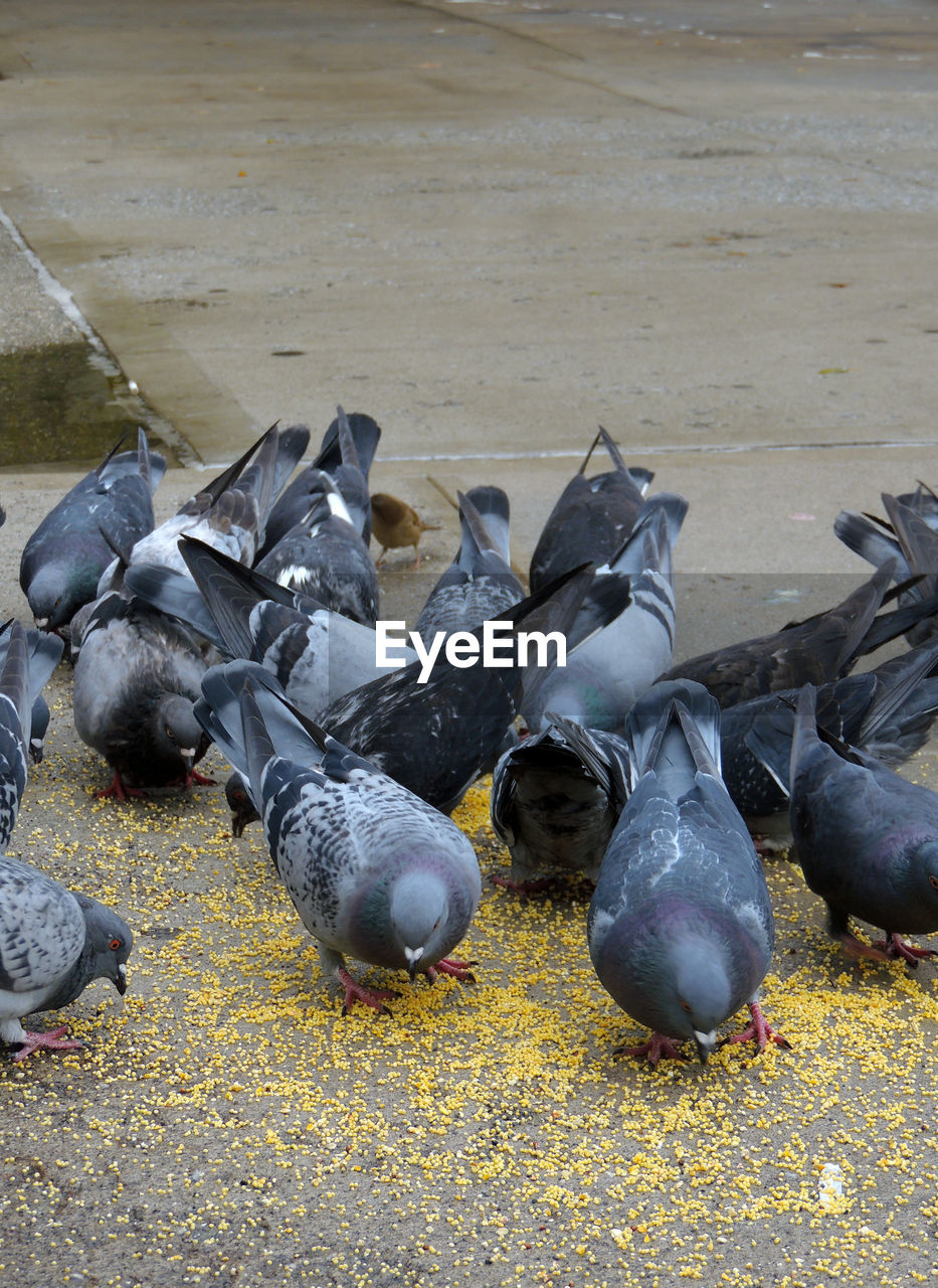 HIGH ANGLE VIEW OF PIGEONS ON COBBLESTONE