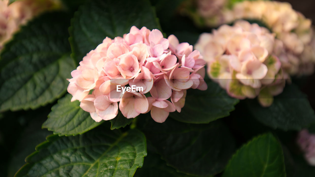 CLOSE-UP OF PINK ROSES