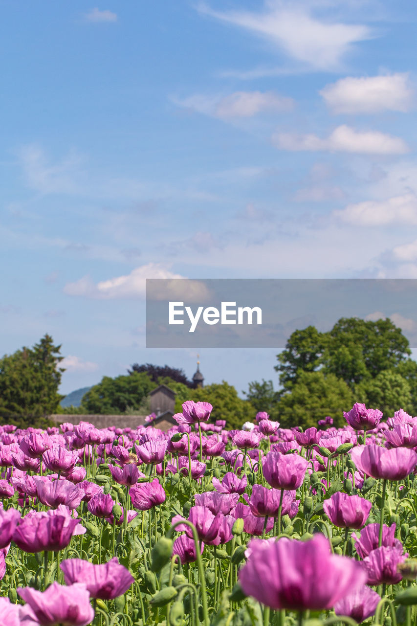 Close-up of purple flowering plants on field against sky