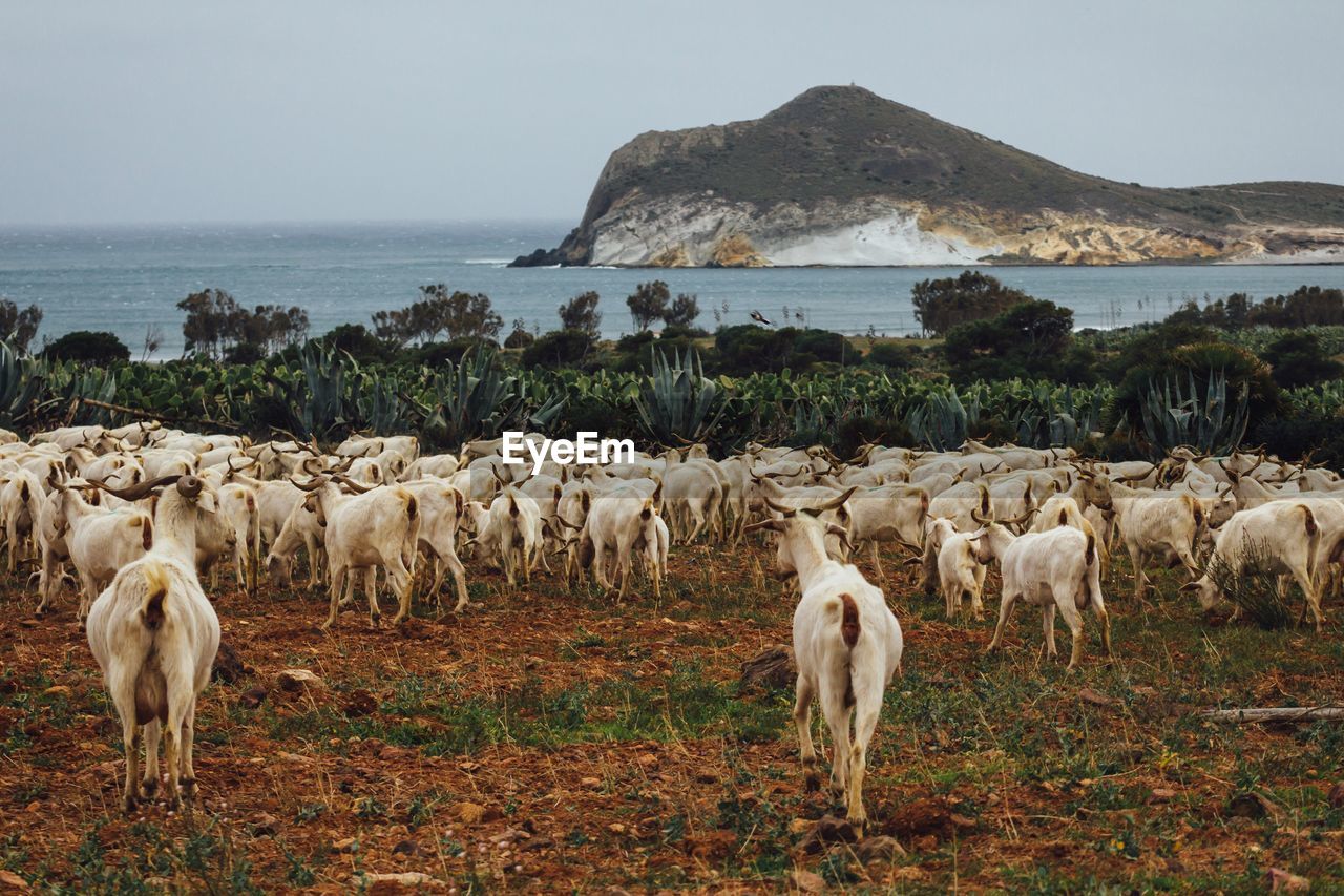 Goats on field against sea