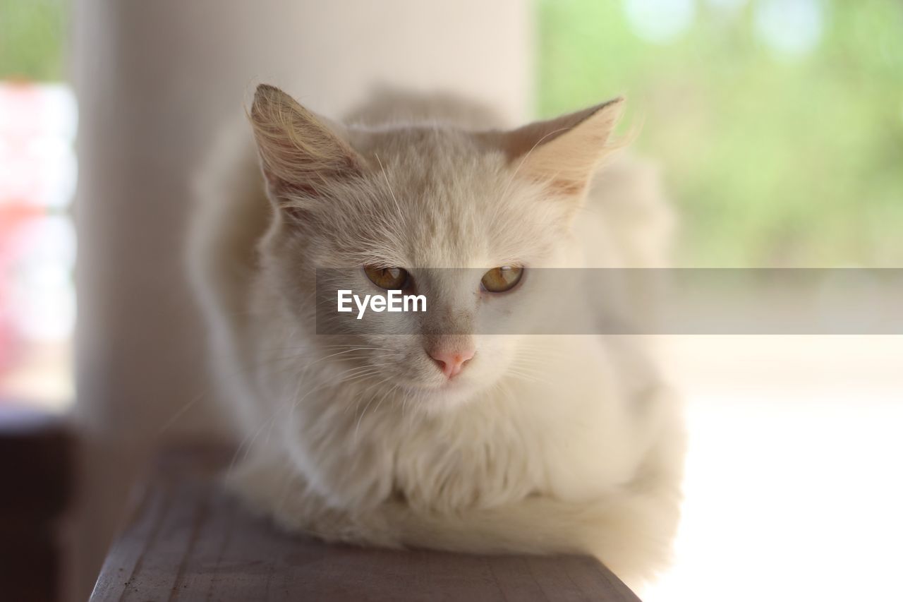 CLOSE-UP PORTRAIT OF CAT ON FLOOR