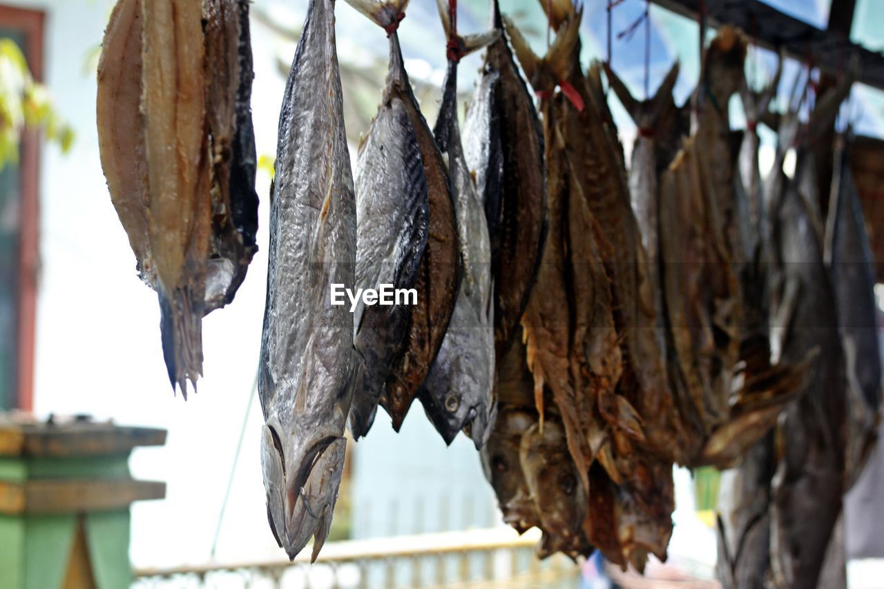 CLOSE-UP OF DEAD FISH HANGING