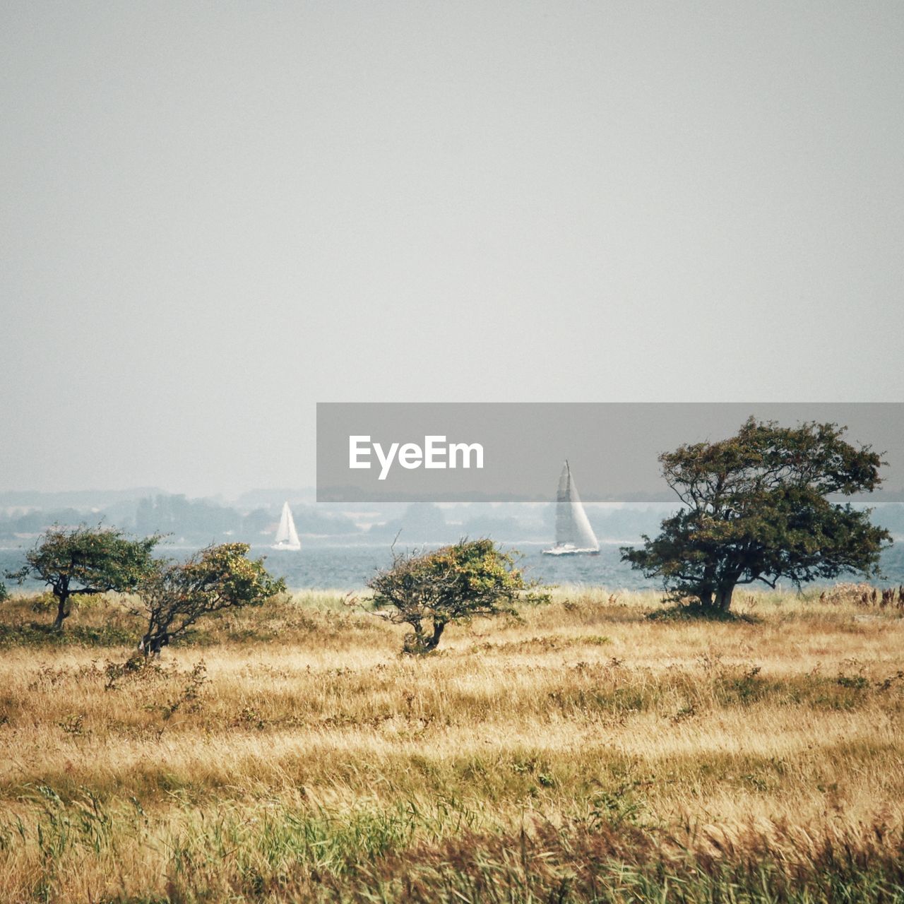 Scenic view of field against clear sky