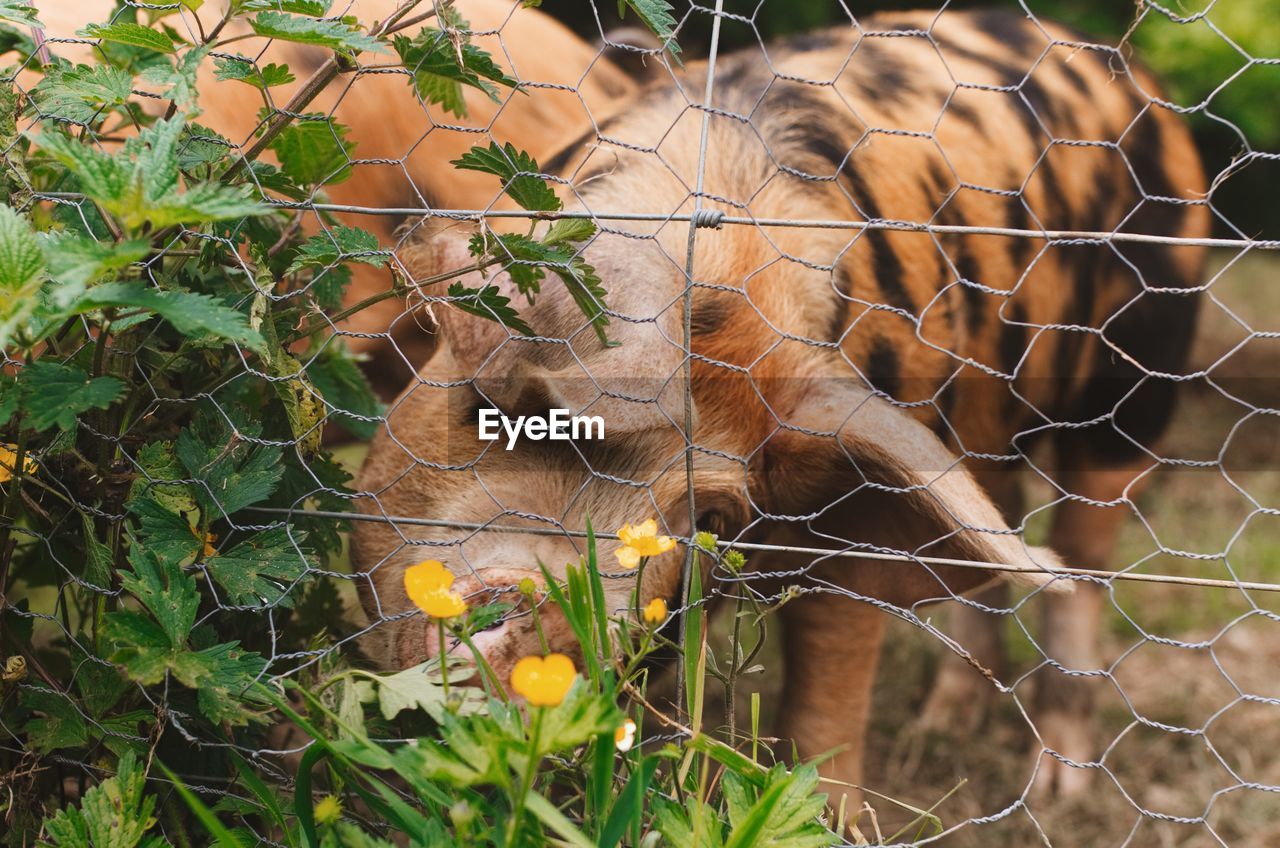 Close-up of mammal in cage