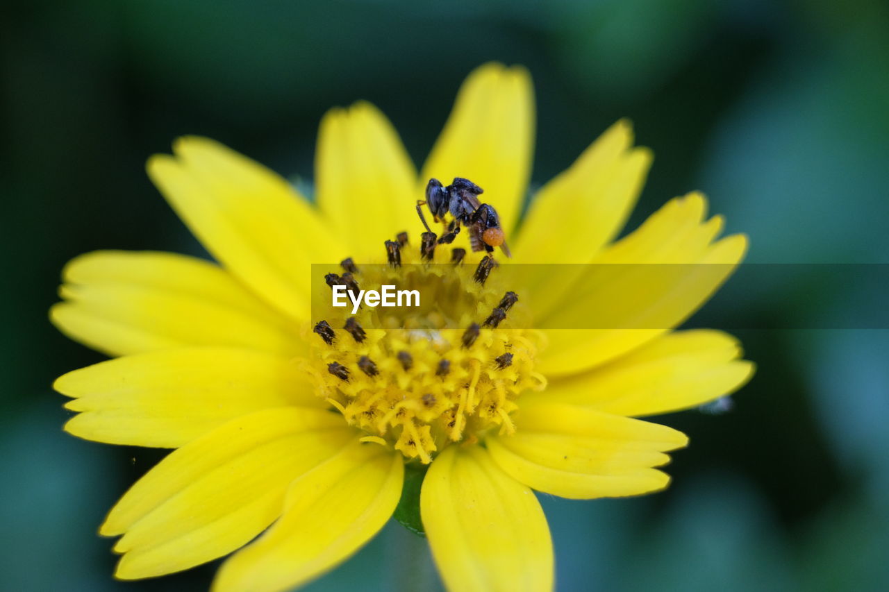 CLOSE-UP OF INSECT ON YELLOW FLOWERING PLANT