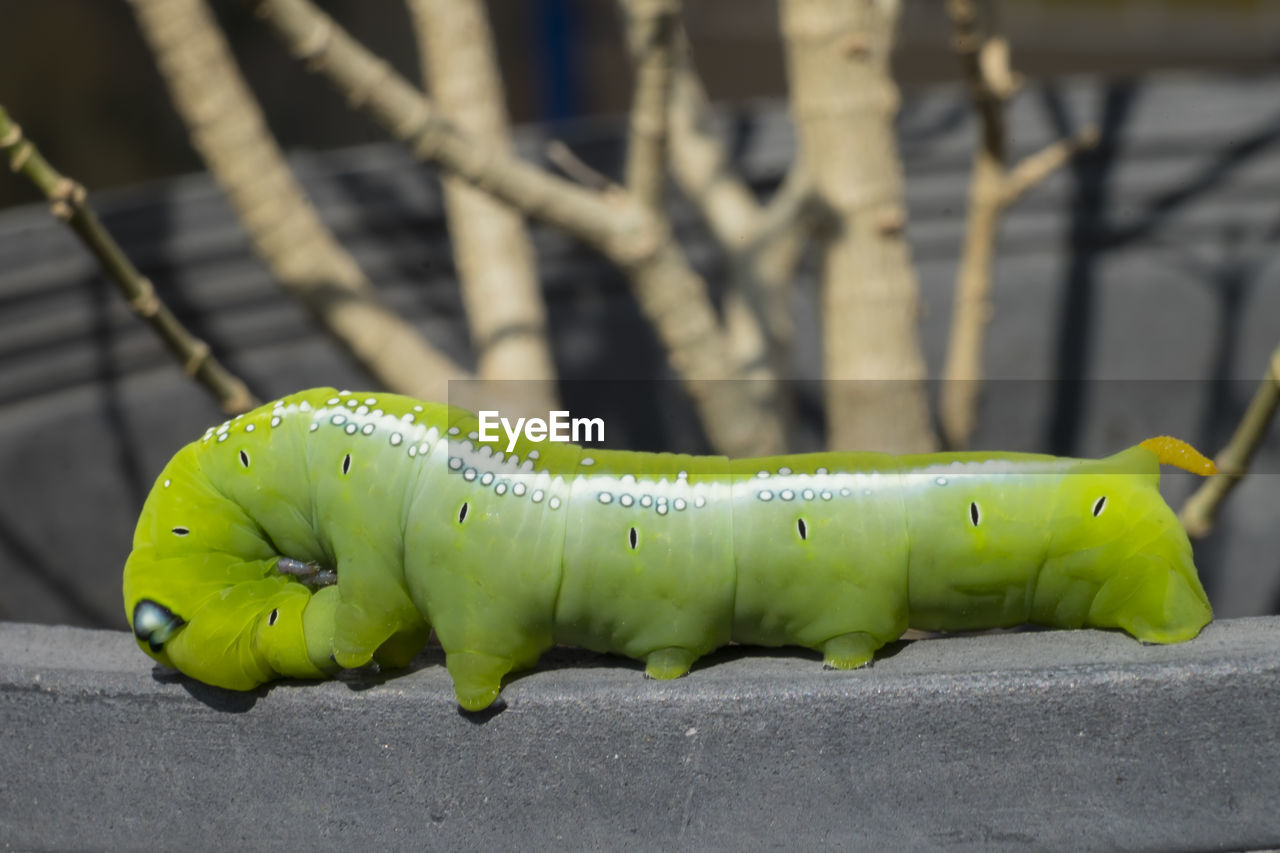 Close-up of caterpillar