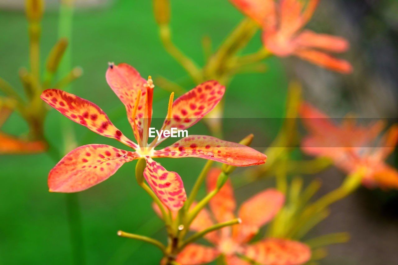 Close-up of orange flowering plant leaves. beautiful red leopard lily flower in garden