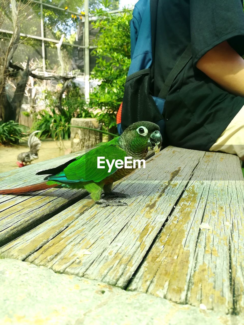 CLOSE-UP OF MAN FEEDING PERCHING ON WOODEN BENCH