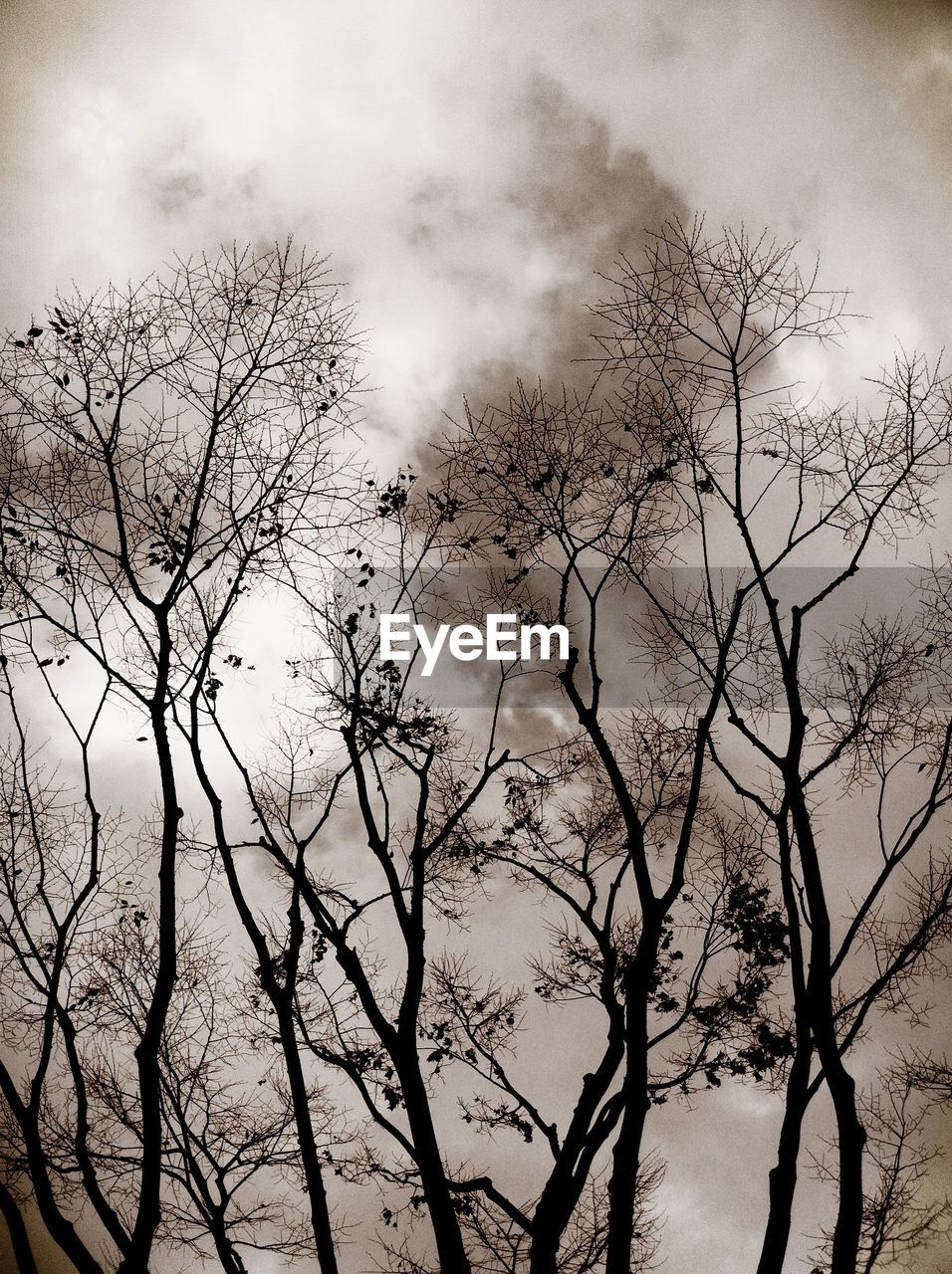 Birds on tree