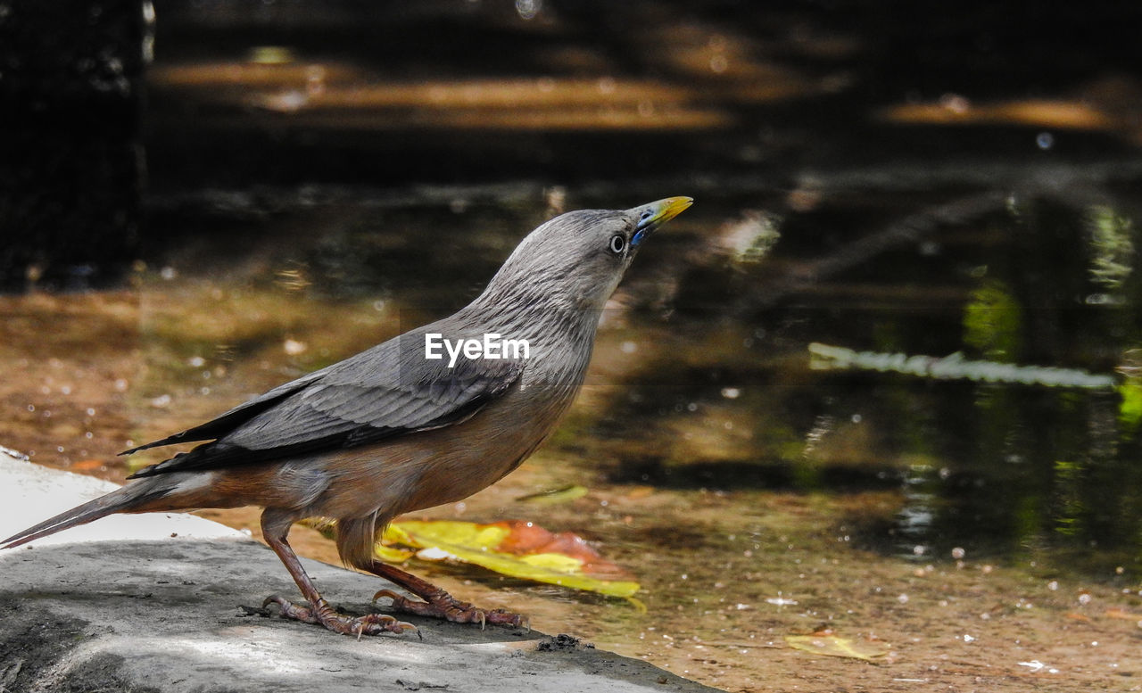 CLOSE-UP OF BIRD PERCHING OUTDOORS