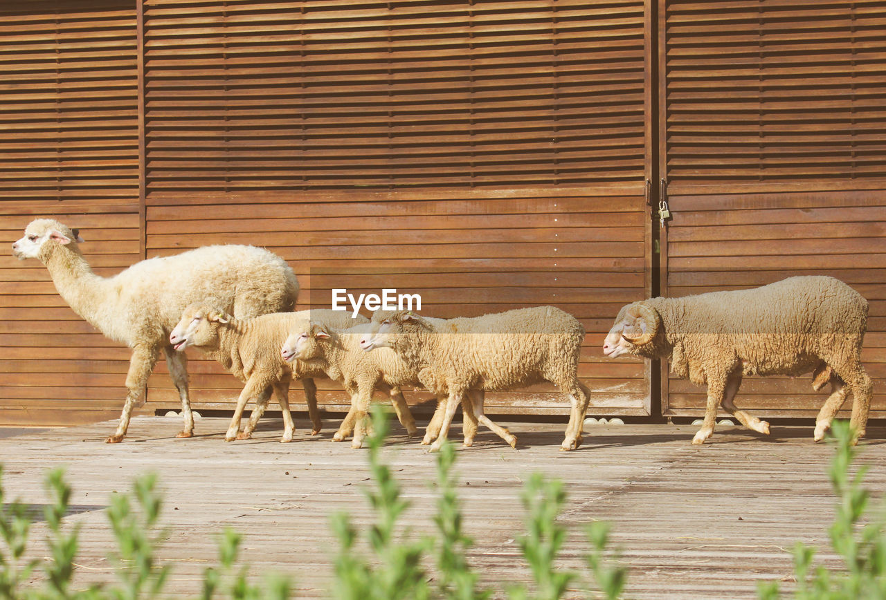 Alpaca and sheep walking against wall