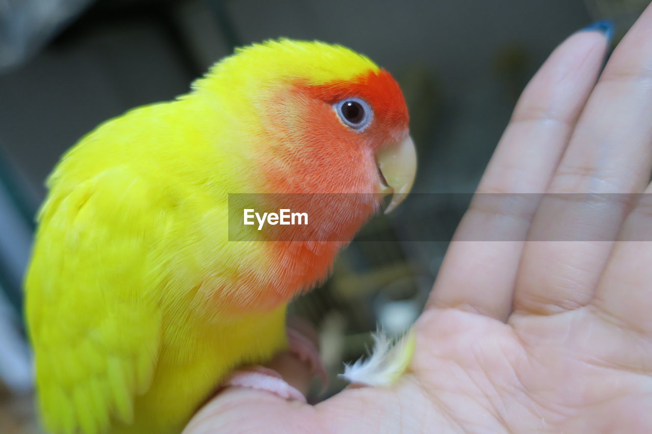 Cropped hand of person holding bird