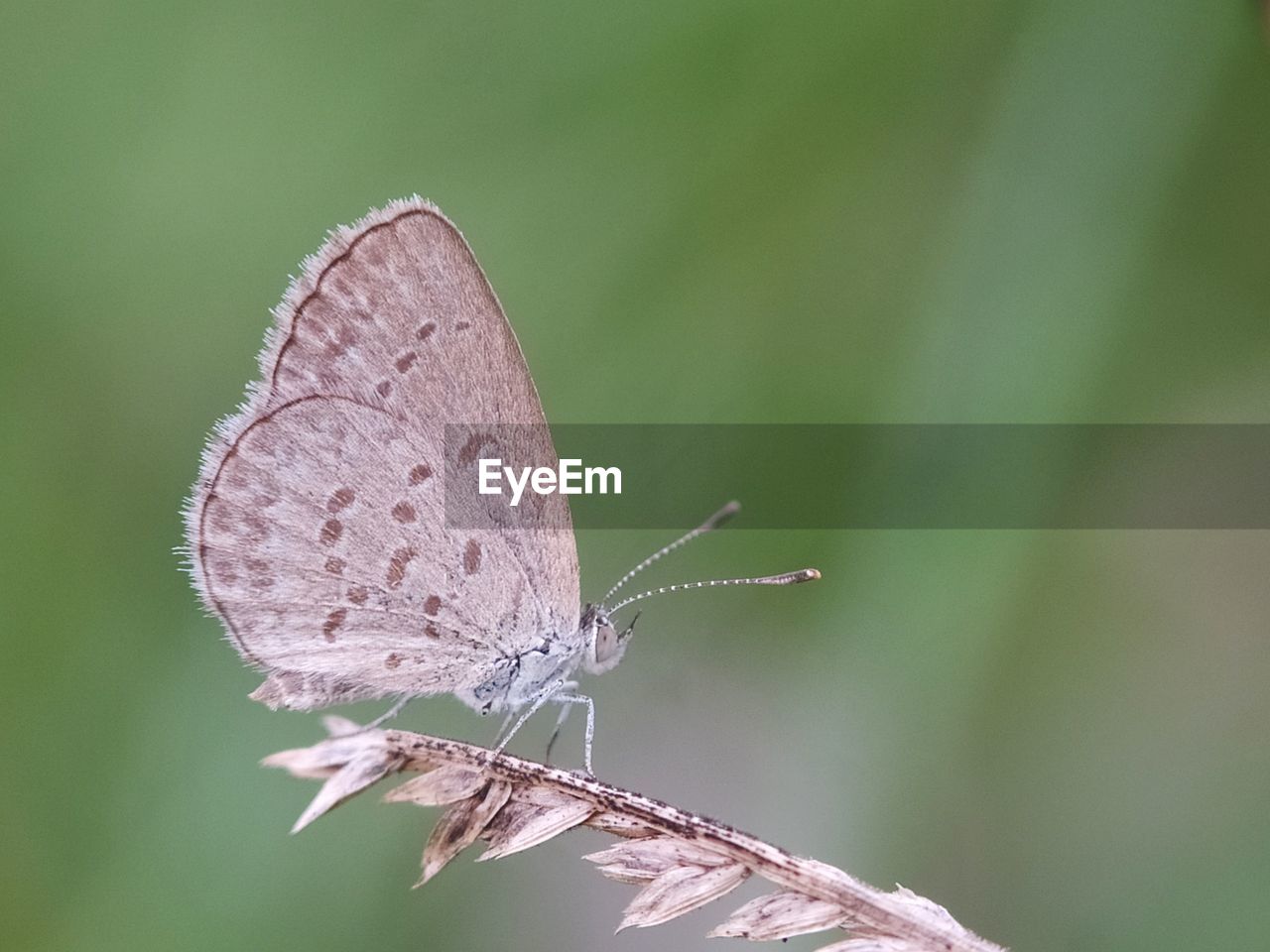 insect, animal wildlife, animal themes, animal, animal wing, nature, beauty in nature, butterfly, close-up, one animal, moths and butterflies, wildlife, macro photography, plant, macro, animal body part, magnification, perching, focus on foreground, flower, fragility, no people, wing, side view, green, environment, leaf, outdoors, plant stem, full length, extreme close-up, plant part, summer, tranquility, day, green background