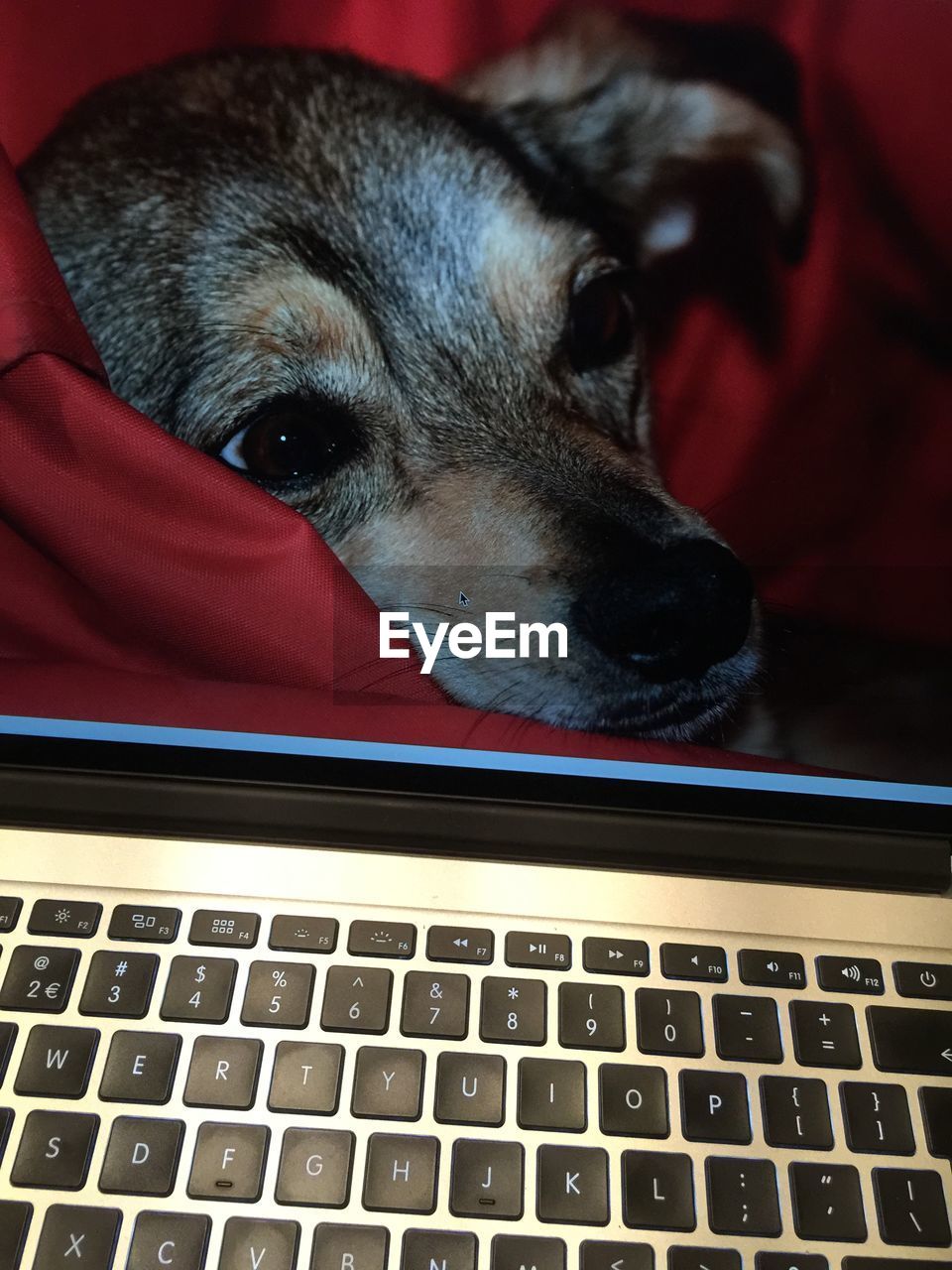 CLOSE-UP PORTRAIT OF DOG