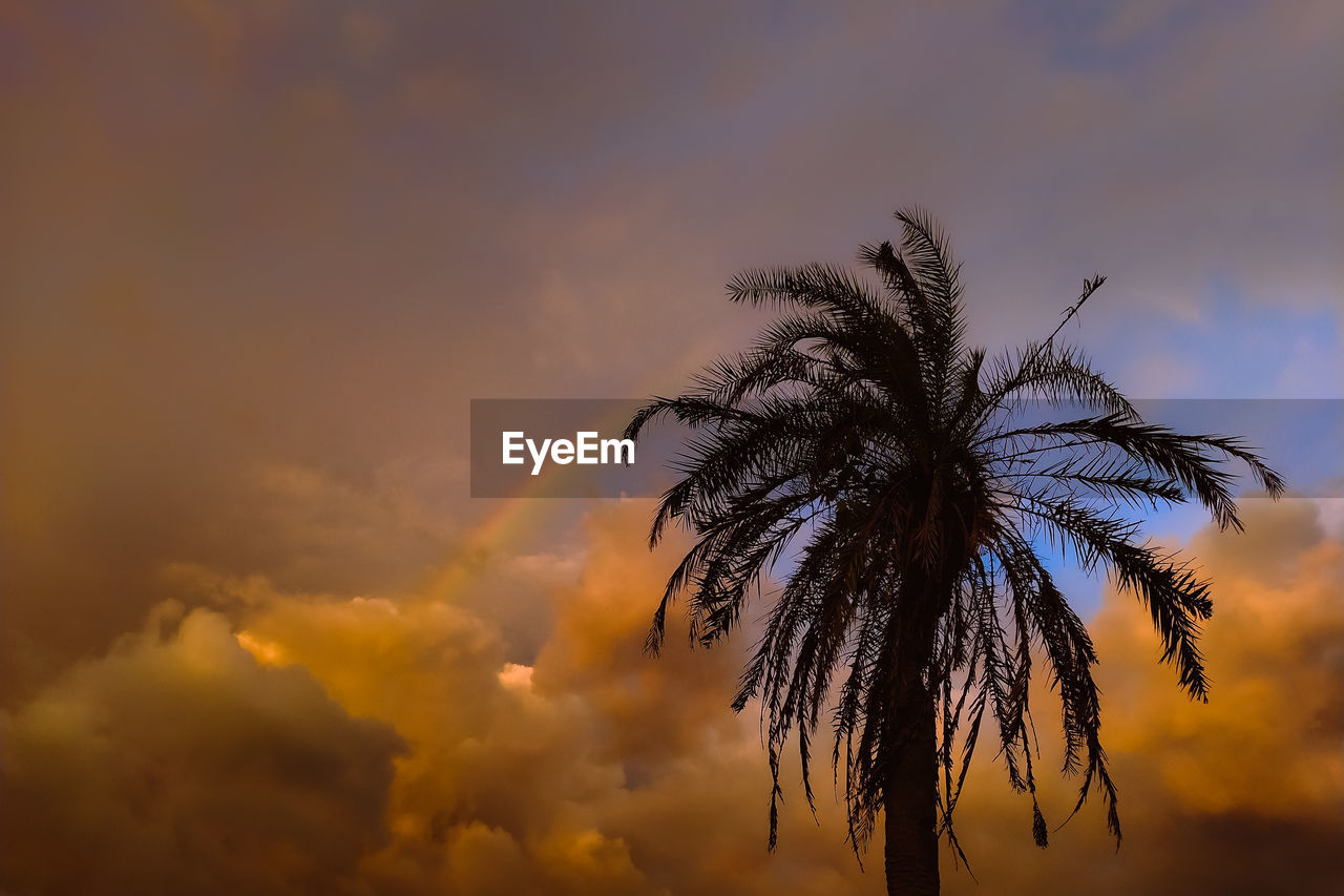 sky, sunset, cloud, palm tree, tropical climate, tree, evening, nature, beauty in nature, sunlight, dusk, silhouette, plant, scenics - nature, dramatic sky, tranquility, no people, outdoors, environment, horizon, tranquil scene, low angle view, sun, idyllic, land, orange color, twilight, cloudscape, coconut palm tree