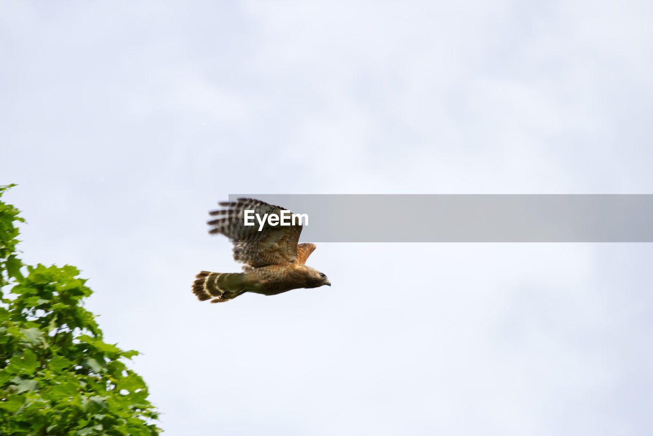 LOW ANGLE VIEW OF A BIRD FLYING AGAINST SKY