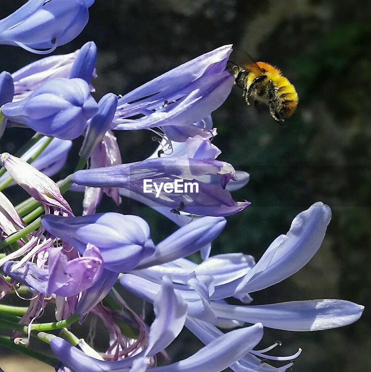 Bee flying on agapanthus blooming at park
