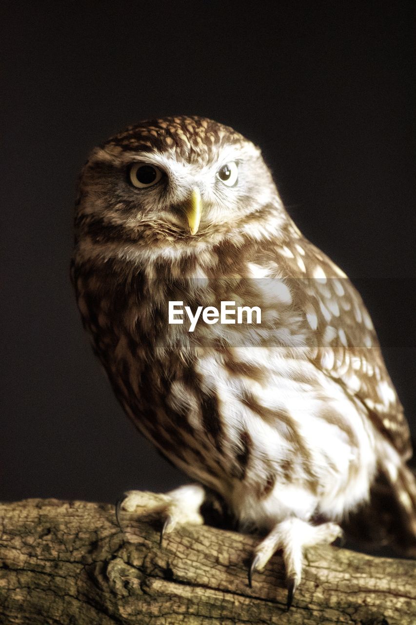 Close-up of owl perching on wood