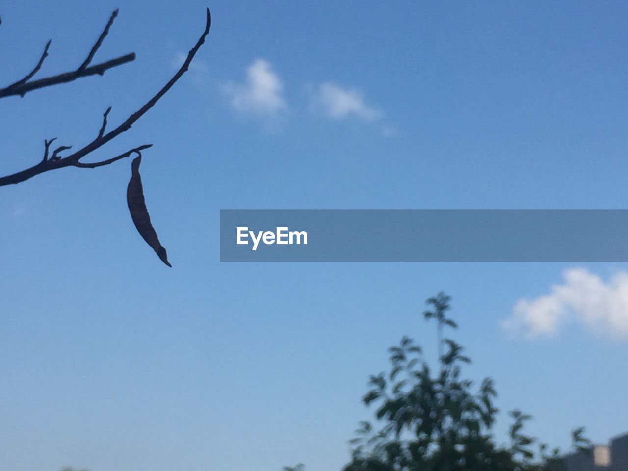 LOW ANGLE VIEW OF TREE AGAINST SKY