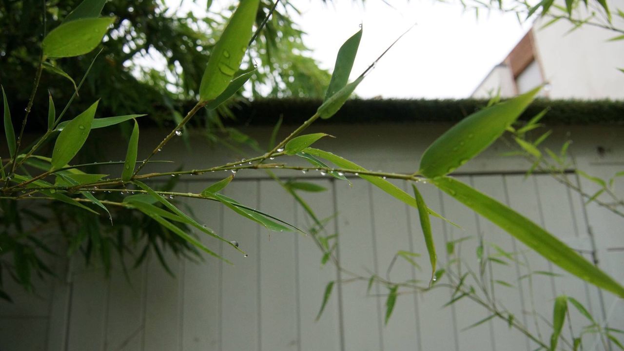 CLOSE-UP OF FRESH GREEN PLANTS