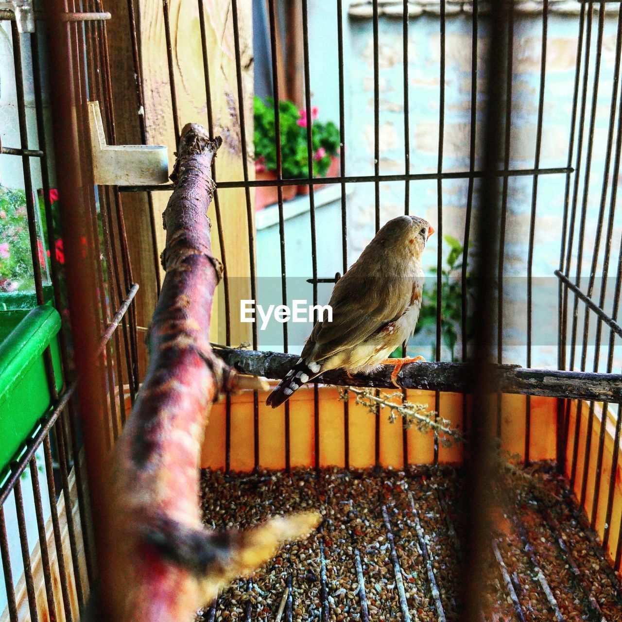 Close-up of bird in cage