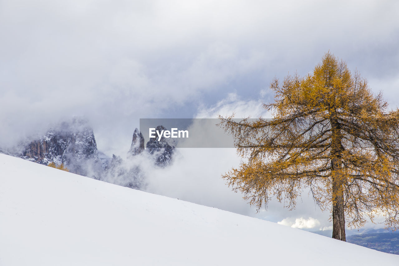 Tree on snowcapped mountain against cloudy sky