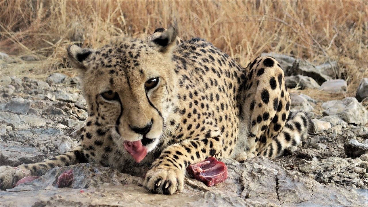 PORTRAIT OF LION