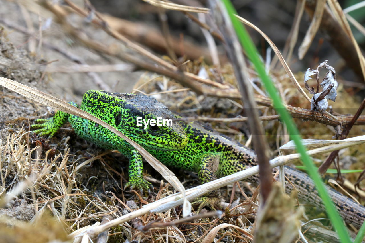 Close-up of lizard on field