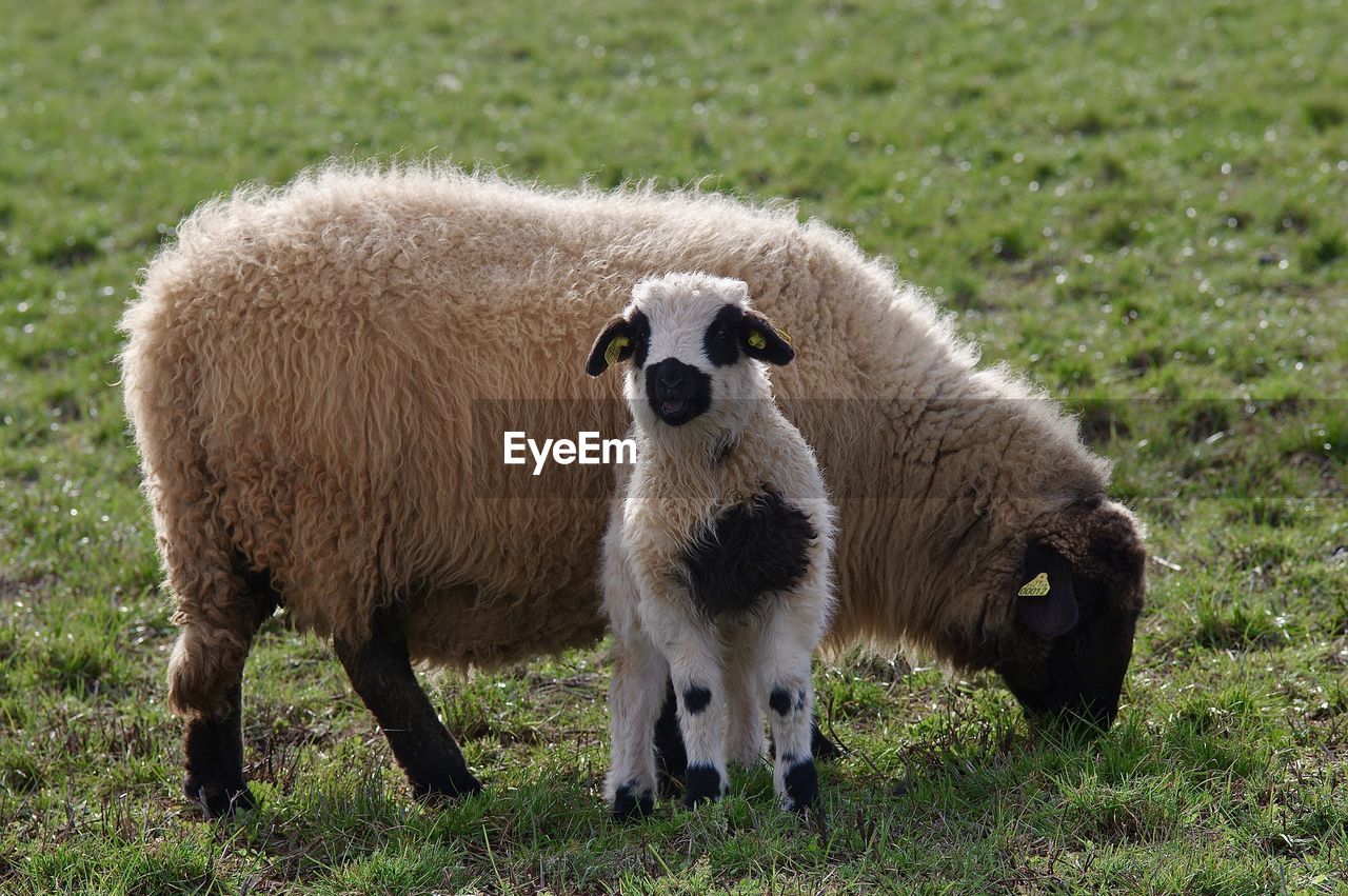 Sheep in a field