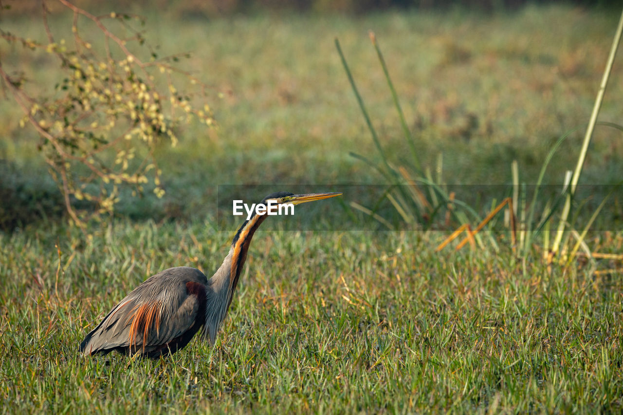 BIRD ON GRASS