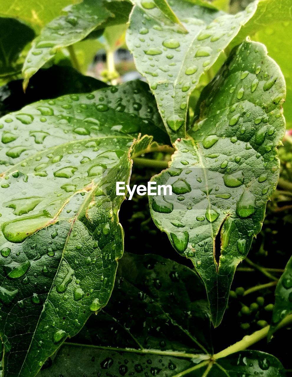 Close-up of raindrops on leaves