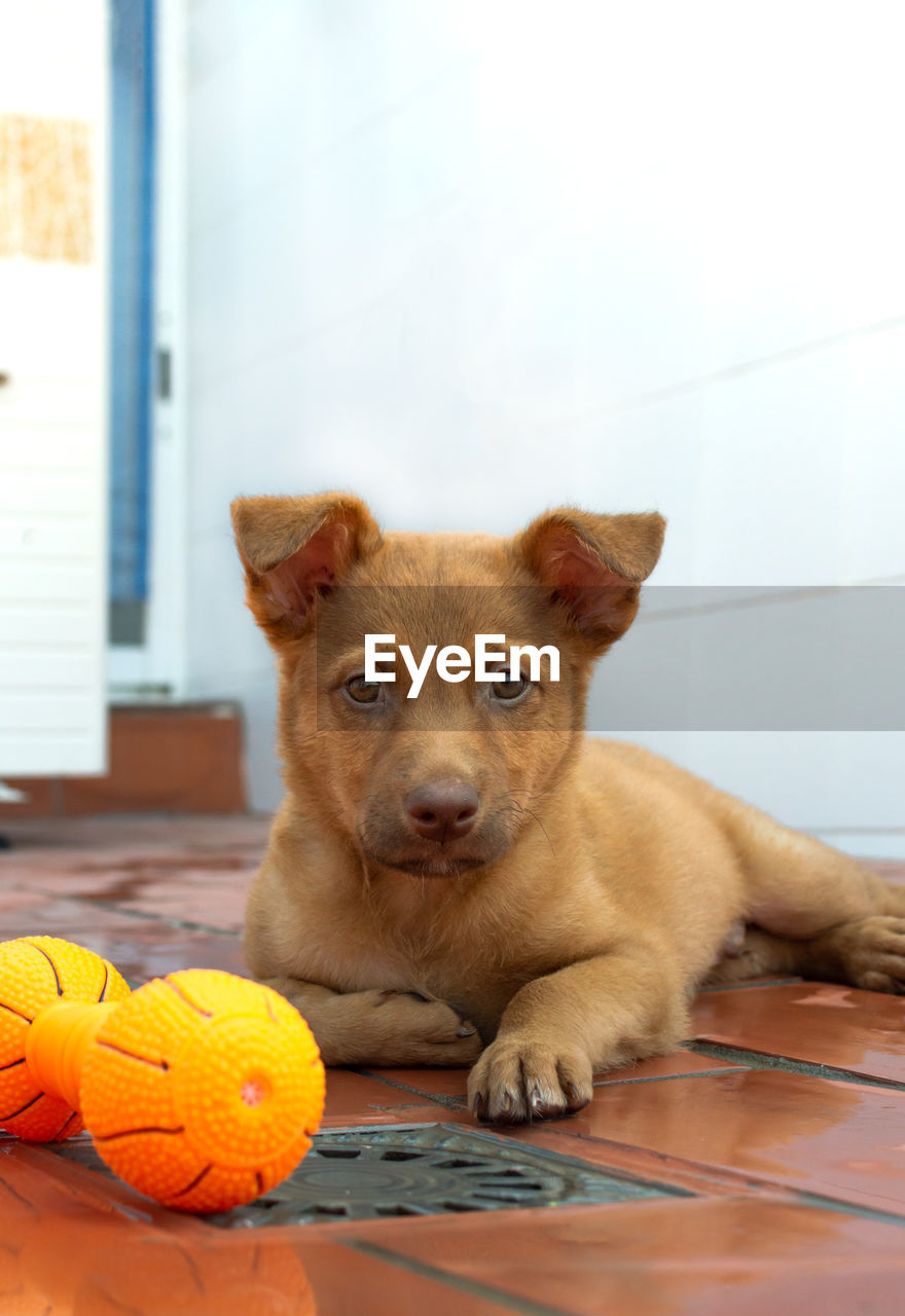 PORTRAIT OF DOG SITTING ON FLOOR